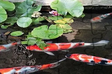 Tricolor koi fishes