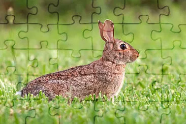 Minilepre jigsaw puzzle