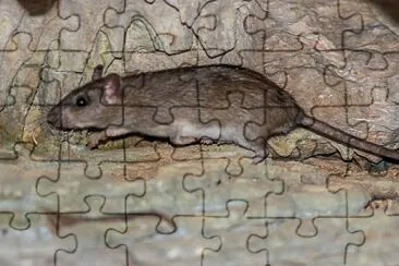 Ratto dei campi malese jigsaw puzzle