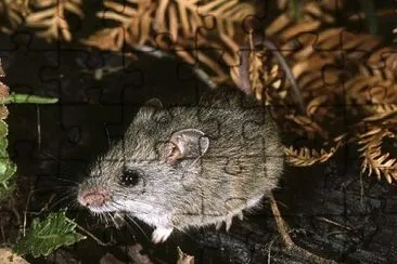 Ratto fuscipes jigsaw puzzle