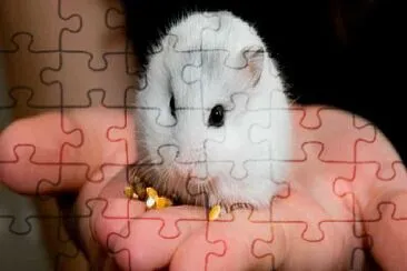 mouse jigsaw puzzle