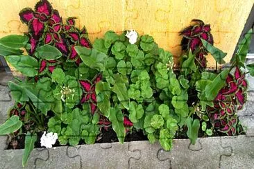 PLANTAS ROJAS