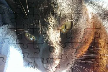 Primera plana jigsaw puzzle