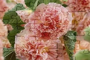 flores jigsaw puzzle