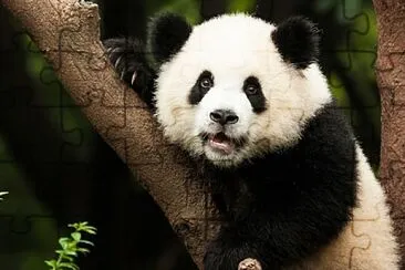 un hermoso panda