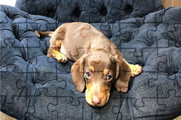 dachshund jigsaw puzzle