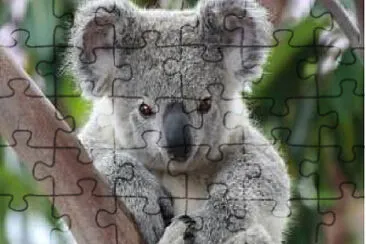 Coala jigsaw puzzle