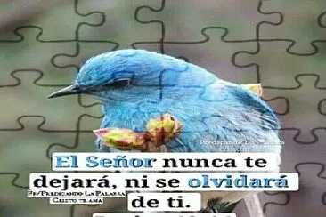 pajaro