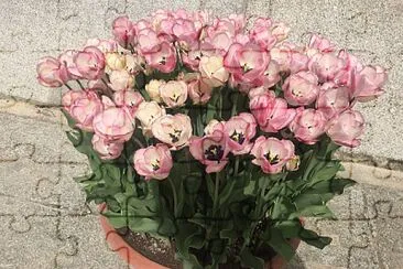 Pale Tulips in Pot