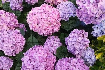 Hydrangeas