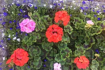 Geraniums in Trough