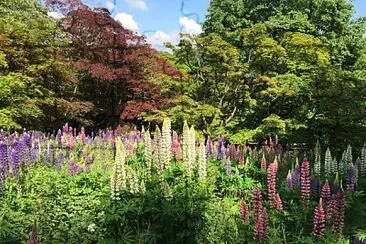 Lupins and Trees