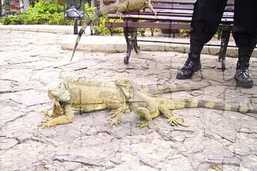 פאזל של Parque de las Iguanas, Ecuador