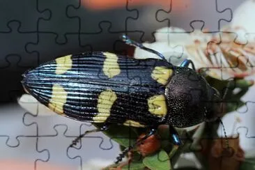 Castiarina australiasiae