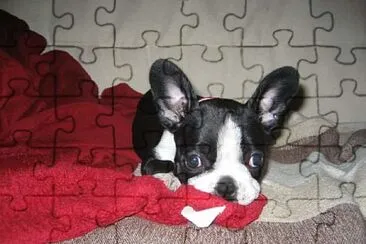 boston terrier