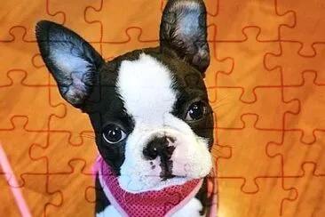 boston terrier