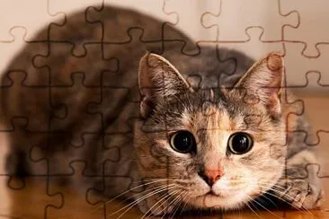 gato jigsaw puzzle