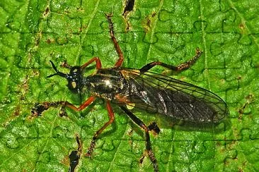 Dioctria rufipes