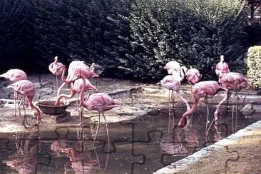 flamand rose jigsaw puzzle