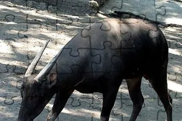 Anoa jigsaw puzzle