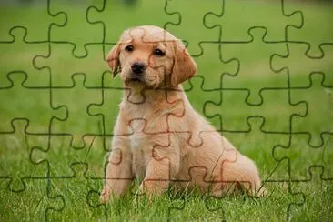 perrito jigsaw puzzle