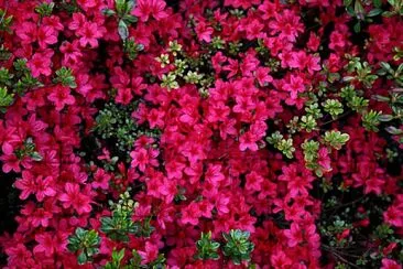 flores - Azalea