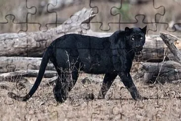 Black Panther