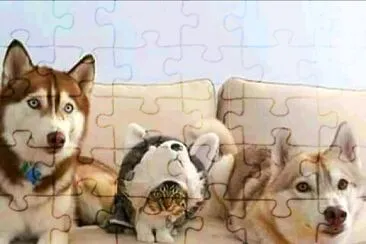 perros jigsaw puzzle