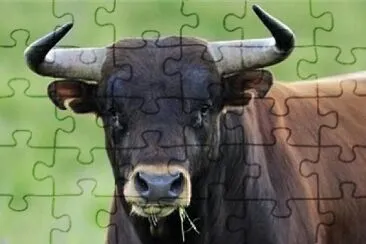 TORO jigsaw puzzle