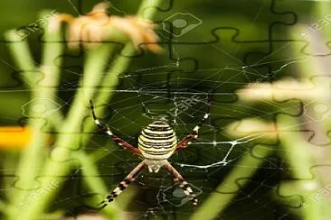 ARAÃ‘A