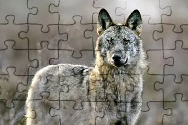 wolf jigsaw puzzle