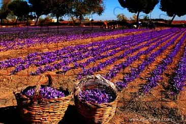 flores - Cultivo del azafrán