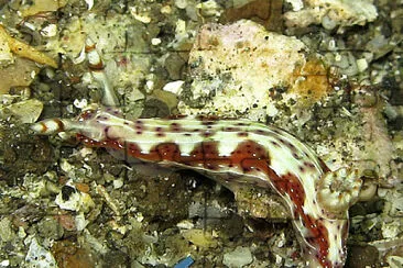 Hypselodoris maculosa