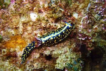 Hypsecolodoris obscura