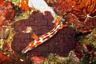 Hypsecolodoris purpureomaculosa