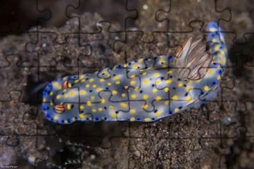 Hypsecolodoris roo