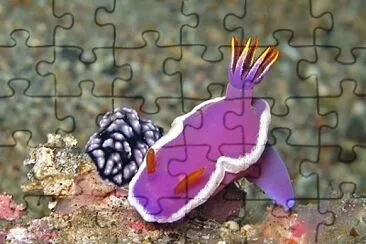 Nudibranchi