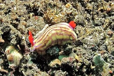 Hypsecolodoris withei