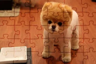 cute dog jigsaw puzzle