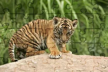 baby tiger jigsaw puzzle