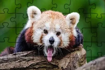 red panda jigsaw puzzle