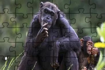 monkeys jigsaw puzzle