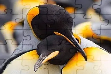 pinguins jigsaw puzzle