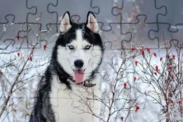 dog snow jigsaw puzzle