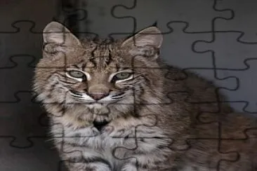 Bobcat jigsaw puzzle