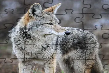 lobo jigsaw puzzle