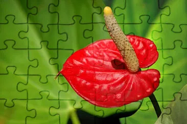 Foto jigsaw puzzle