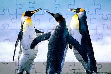 Pinguins jigsaw puzzle