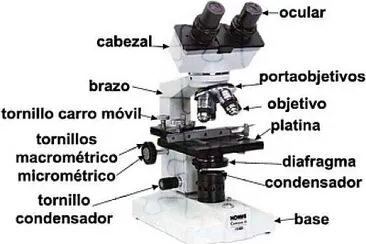 microscopio