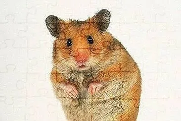 Hamster